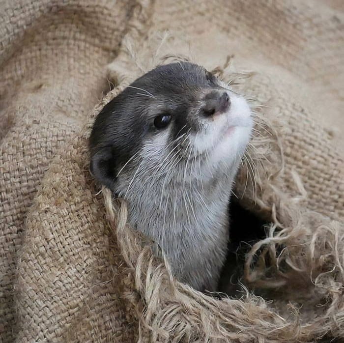 Surprise Otter