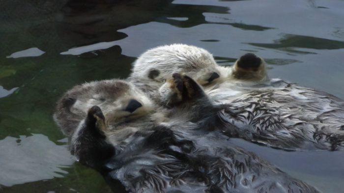 Otters Sleep While Floating On Water So They Hold Each Other's Paws So They Don't Drift Apart