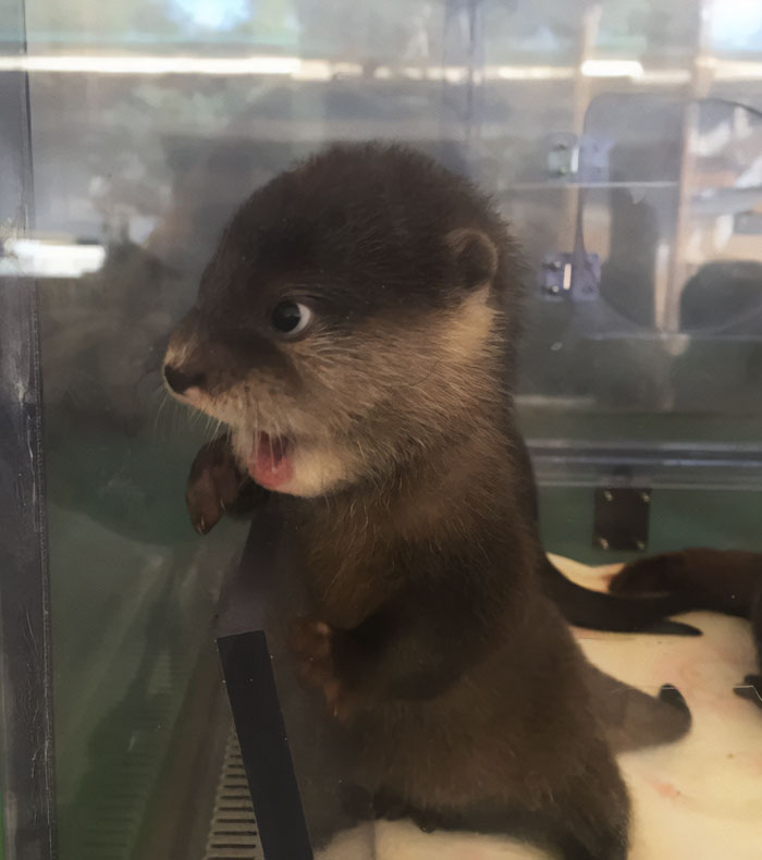Baby Otter Sees Something