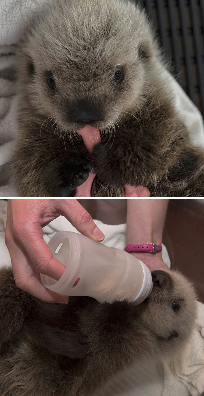 Sea Otter Cinder, Now 5 Weeks Old, Was Found Orphaned In Alaska Last Month. The 5-Pound Pup Is Now Receiving Care At SeaWorld In San Diego