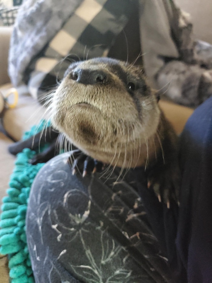 Baby River Otter I'm Currently Rehabbing