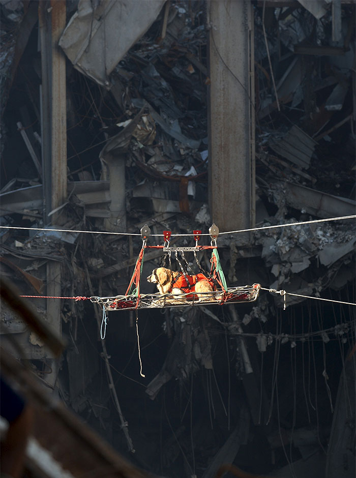 Un perro de rescate es transportado fuera de los escombros del World Trade Center. Las Torres Gemelas fueron destruidas en el ataque terrorista del 11 de septiembre
