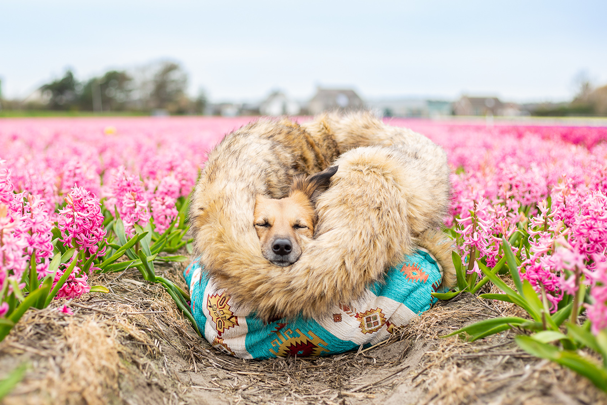 Where Can I Bring A Dog I Found