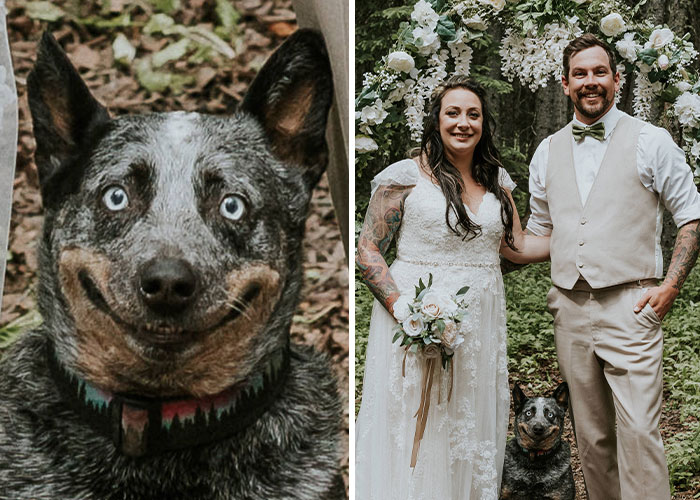 Este perro hizo photobomb en la boda de sus dueños, y la gente comparte fotos similares