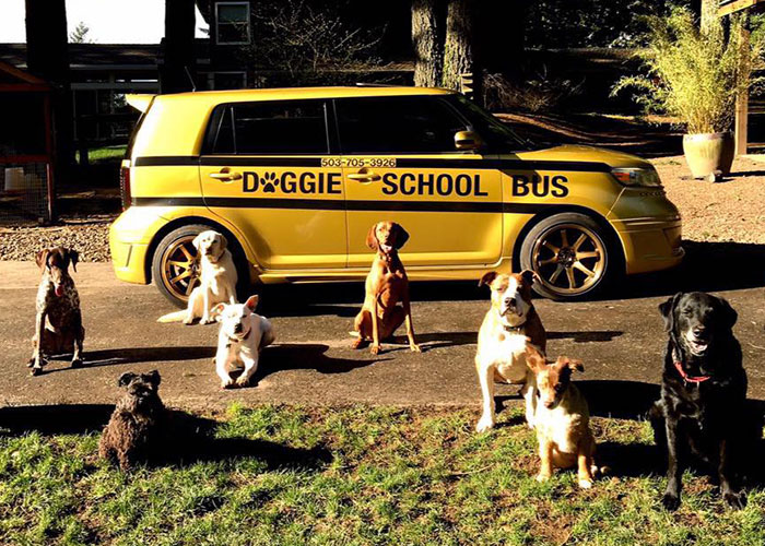 “My Dog Isn't Lonely At Home”: Adorable Doggy School Bus Picks Up Pups Every Day And Takes Them To Daycare