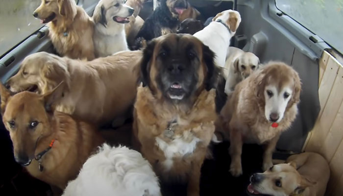 “My Dog Isn't Lonely At Home”: Adorable Doggy School Bus Picks Up Pups Every Day And Takes Them To Daycare “My Dog Isn't Lonely At Home”: Adorable Doggy School Bus Picks Up Pups Every Day And Takes Them To Daycare