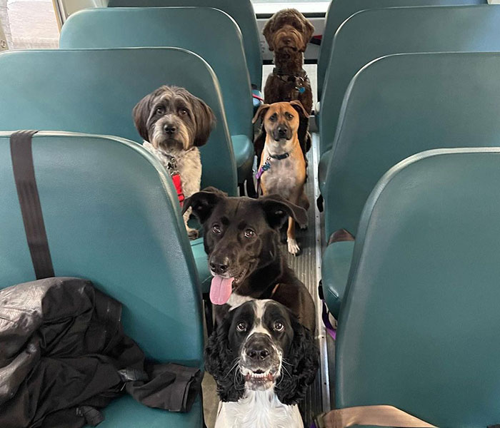 The Doggy School Bus takes kids out for a day of outdoor play dates.