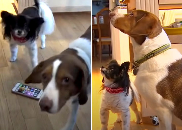 Two Dogs Managed To Call The Police 16 Times In 30 Minutes, And The Internet Is In Stitches