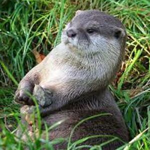 Confused Otter