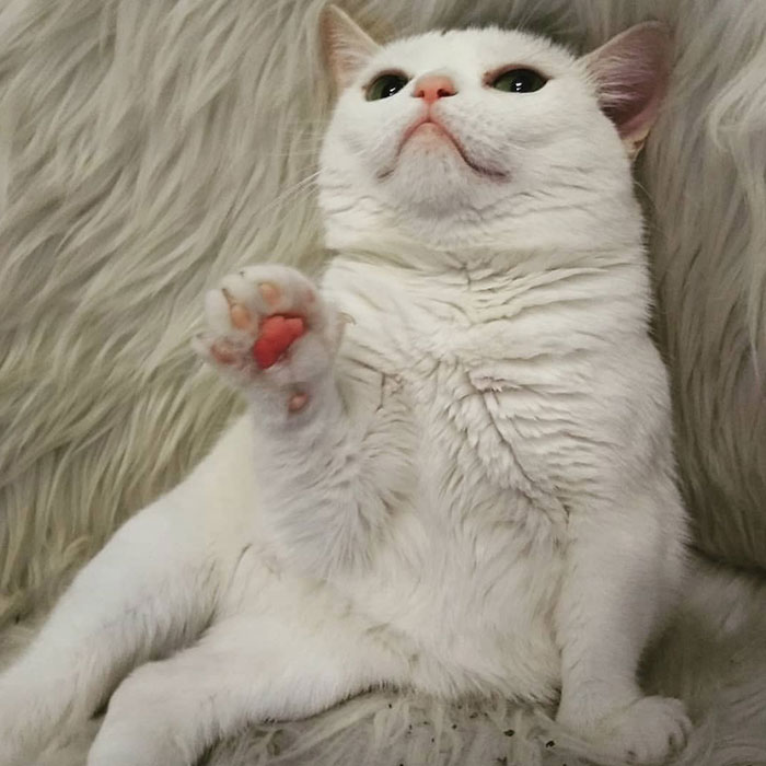 Sassiest Dwarf Kitten Comes Into Woman's Home, Steals Her Heart And Becomes Internet Sensation Sassiest Dwarf Kitten Comes Into Woman's Home, Steals Her Heart And Becomes Internet Sensation