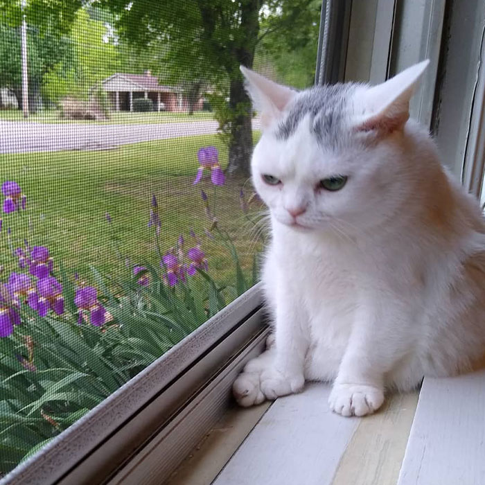 Sassiest Dwarf Kitten Comes Into Woman's Home, Steals Her Heart And Becomes Internet Sensation Sassiest Dwarf Kitten Comes Into Woman's Home, Steals Her Heart And Becomes Internet Sensation