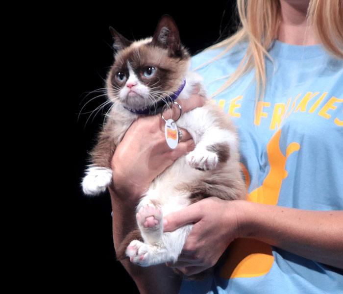 Sassiest Dwarf Kitten Comes Into Woman's Home, Steals Her Heart And Becomes Internet Sensation Sassiest Dwarf Kitten Comes Into Woman's Home, Steals Her Heart And Becomes Internet Sensation