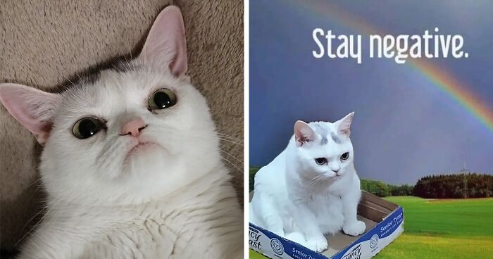 Sassiest Dwarf Kitten Comes Into Woman’s Home, Steals Her Heart And Becomes Internet Sensation