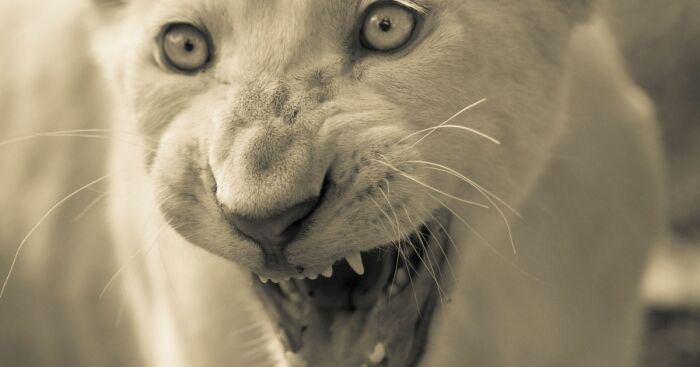 I Captured How These White Lion Cubs Grew Into Real Little Lions