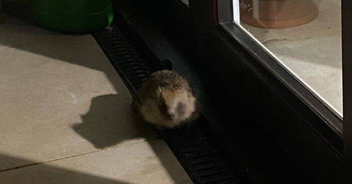 Hey Pandas, Post The Funniest Or Cutest Pics You Can Find Of Hedgehogs (Closed)