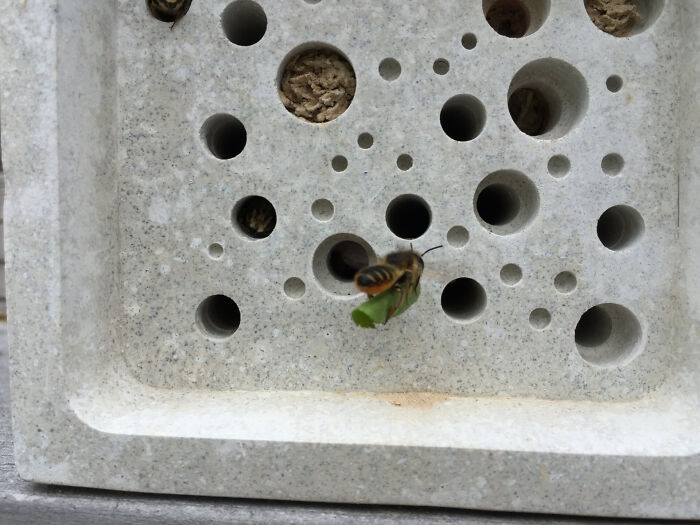 Ladrillos para abejas: Ladrillos con agujeros para abejas solitarias