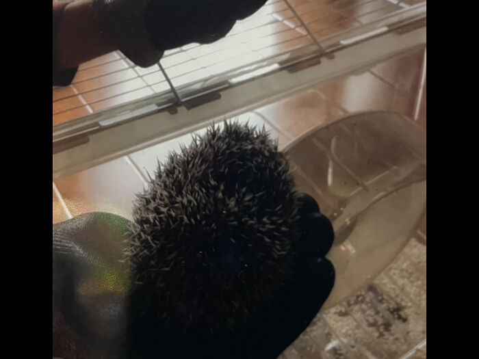 My Pet Hedgehog, Cello, On Monday Afternoon: “Why Is There Still 3 Hours Until End Of Work?!!”