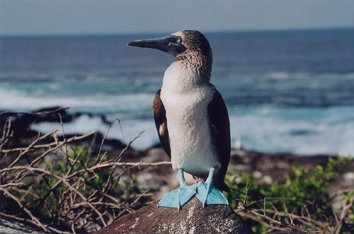 Blue-Footed Booby standing on the shore 