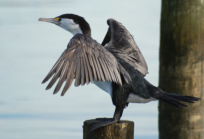 Pied Shag on the shore 