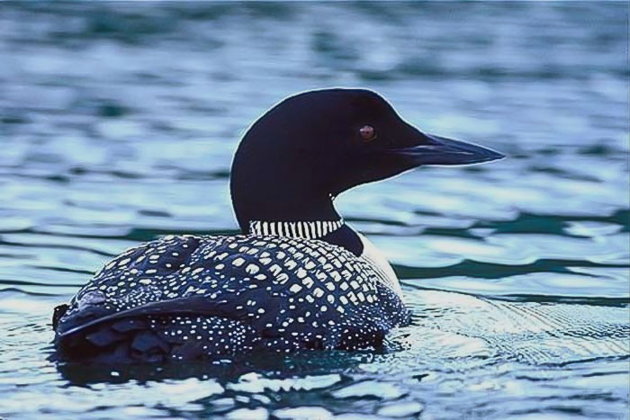 Common Loon swimming in the water 