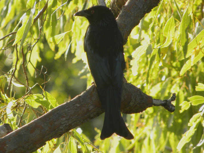 Spangled Drongo on the tree branch 