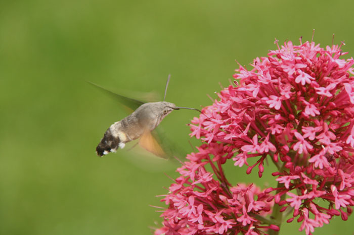 Hummingbird Hawk-Moth next to a pink flower 