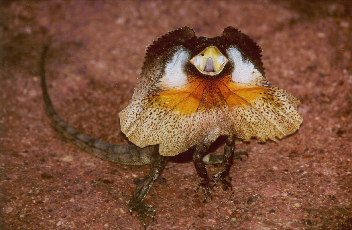 Frilled-Necked Lizard in the protective mode 