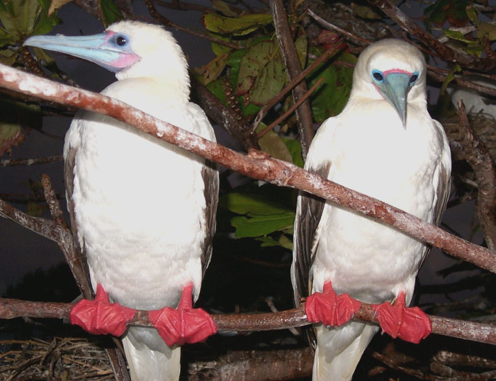 Two Red-Footed Booby on the tree branch 