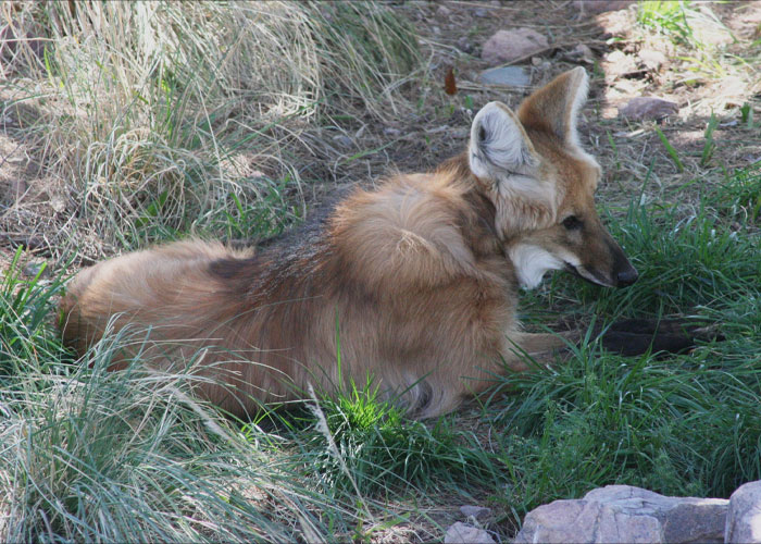 Maned Wolf lying on the grass 