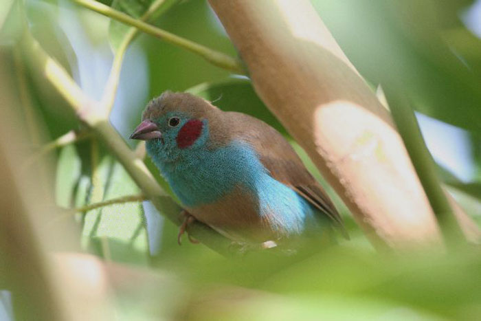 Red-Cheeked Cordon-Bleu on the tree branch 