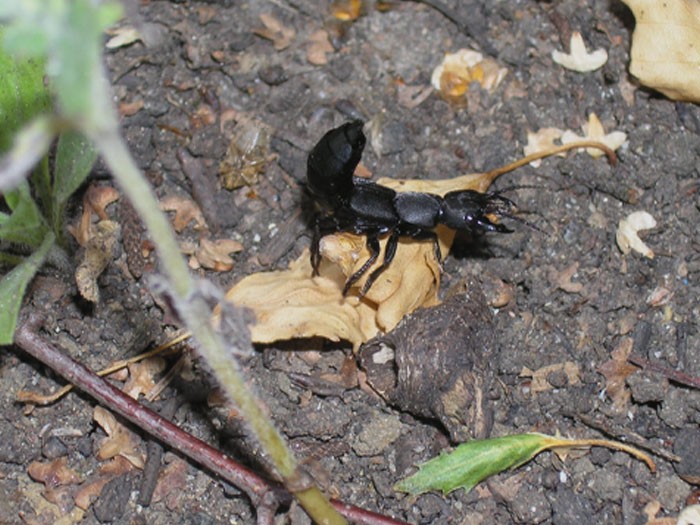 Devil's Coach-Horse Beetle on the tree bark