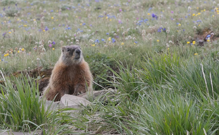 Yellow-Bellied Marmot in the flower filed 