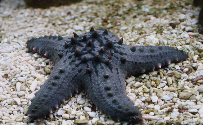Chocolate Chip Sea Star at the bottom of an ocean 