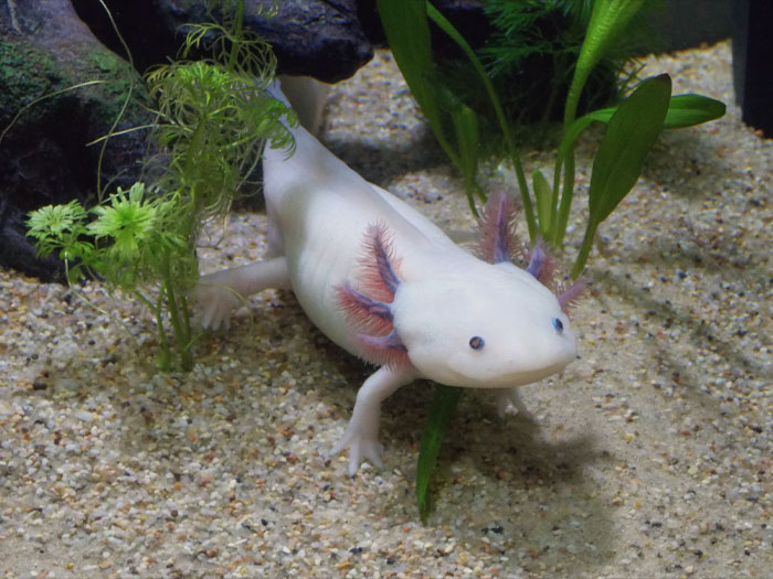 Axolotl swimming 