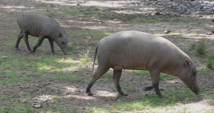 Two Babirusa sniffing the ground 