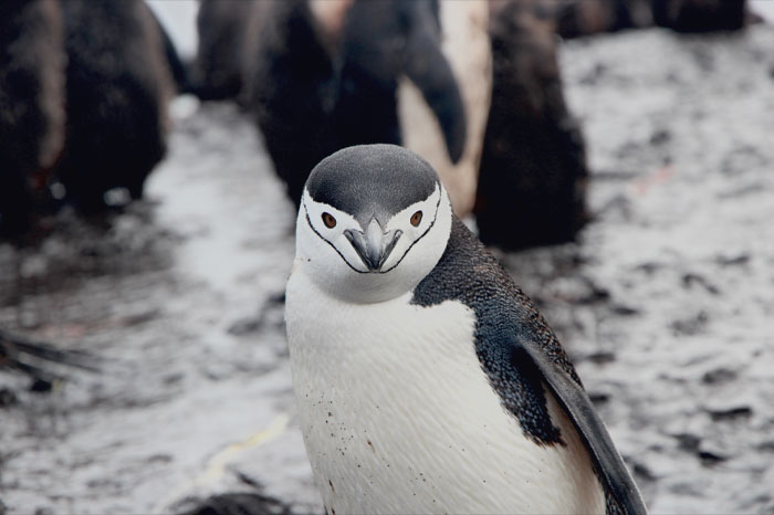 Chinstrap Penguin standing on the rock 