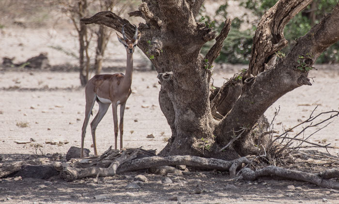Gerenuk standing next to a tree 