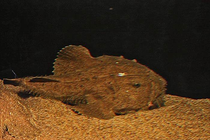 Brown Angler Fish at the bottom of an ocean 