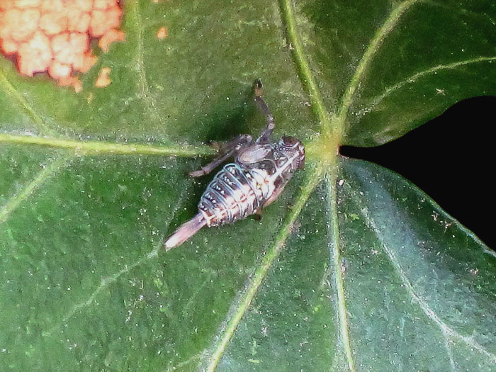 Planthopper Nymph on the leaf 