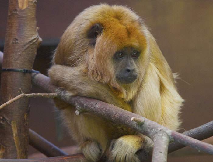 Howler Monkey on the tree branch 