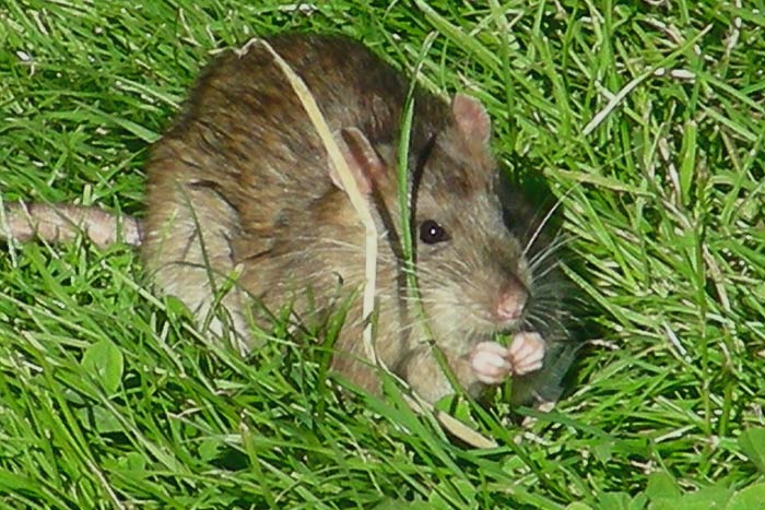 Water Rat in the grass 