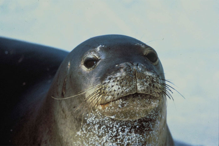 Grey Hawaiian Monk Seal 