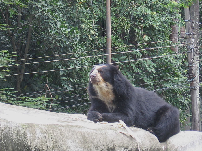 Spectacled Bear lying on the rock 