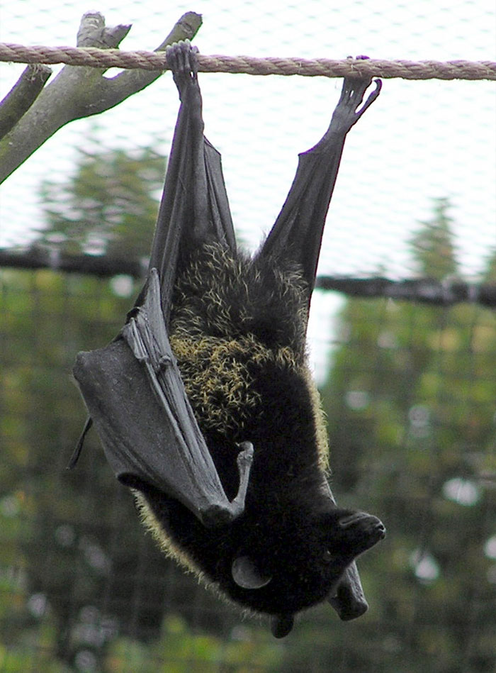 Fruit Bat hanging on the rope 