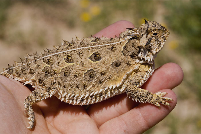 Person holding Horned Toad 