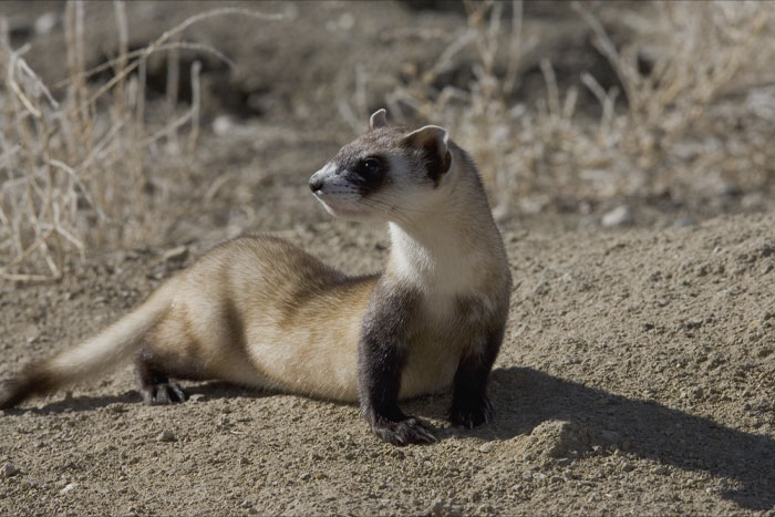 Black-Footed Ferret standing on the ground 
