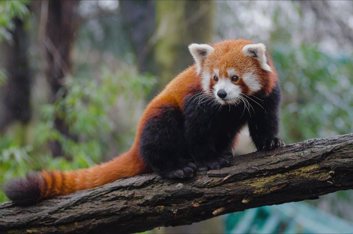 Red Panda crawling on the tree branch 