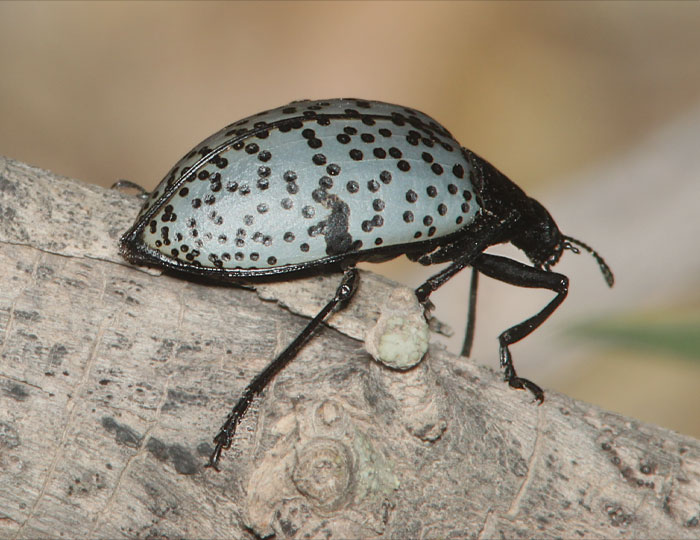 Pleasing Fungus Beetle crawling on the pice of wood 