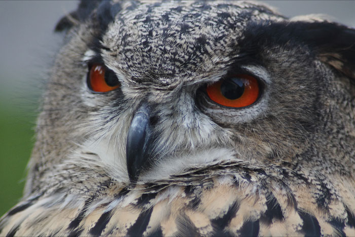 Bubo Bubo with red eyes 