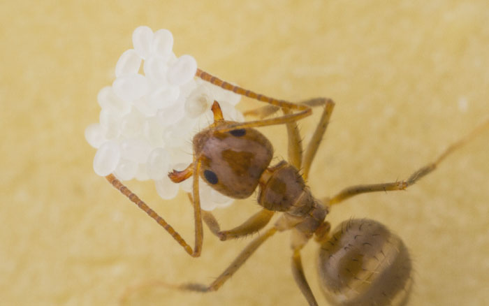 Tawny Crazy Ant holding eggs 